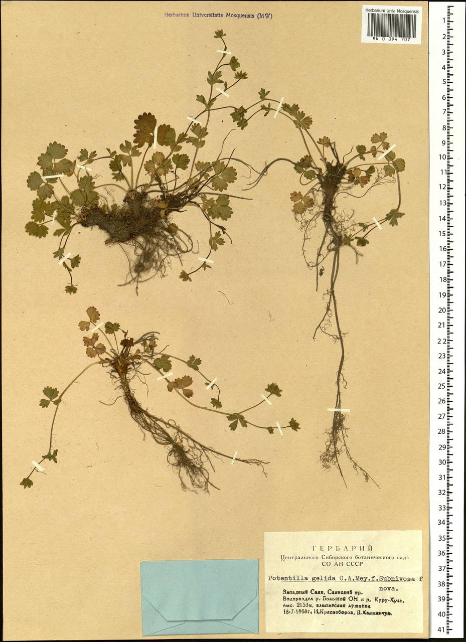 Potentilla crantzii subsp. gelida (C. A. Mey.) Soják, Siberia, Altai & Sayany Mountains (S2) (Russia)