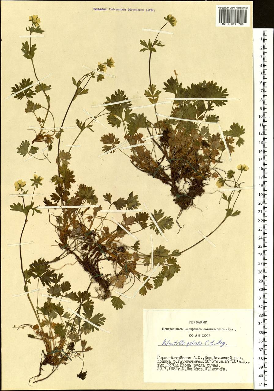 Potentilla crantzii subsp. gelida (C. A. Mey.) Soják, Siberia, Altai & Sayany Mountains (S2) (Russia)