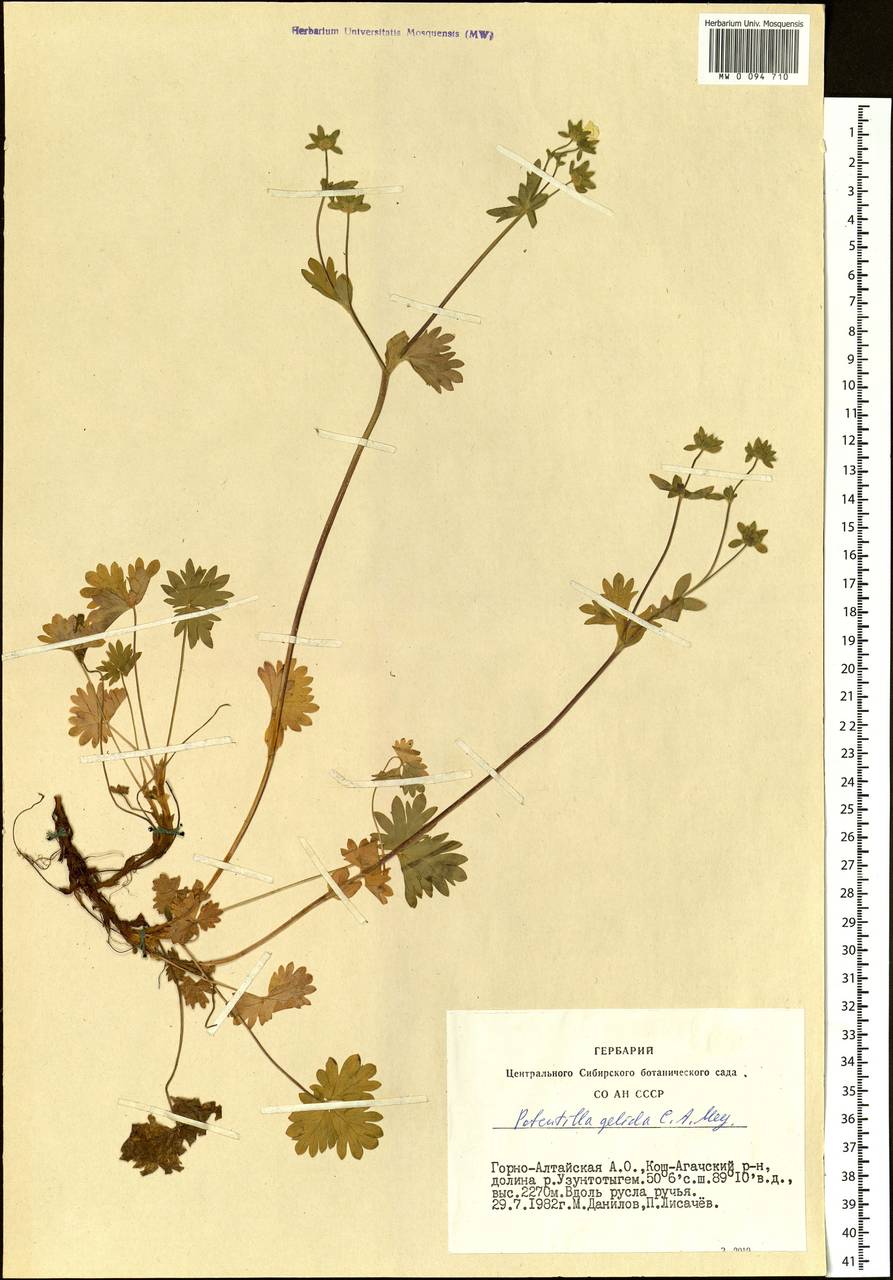 Potentilla crantzii subsp. gelida (C. A. Mey.) Soják, Siberia, Altai & Sayany Mountains (S2) (Russia)