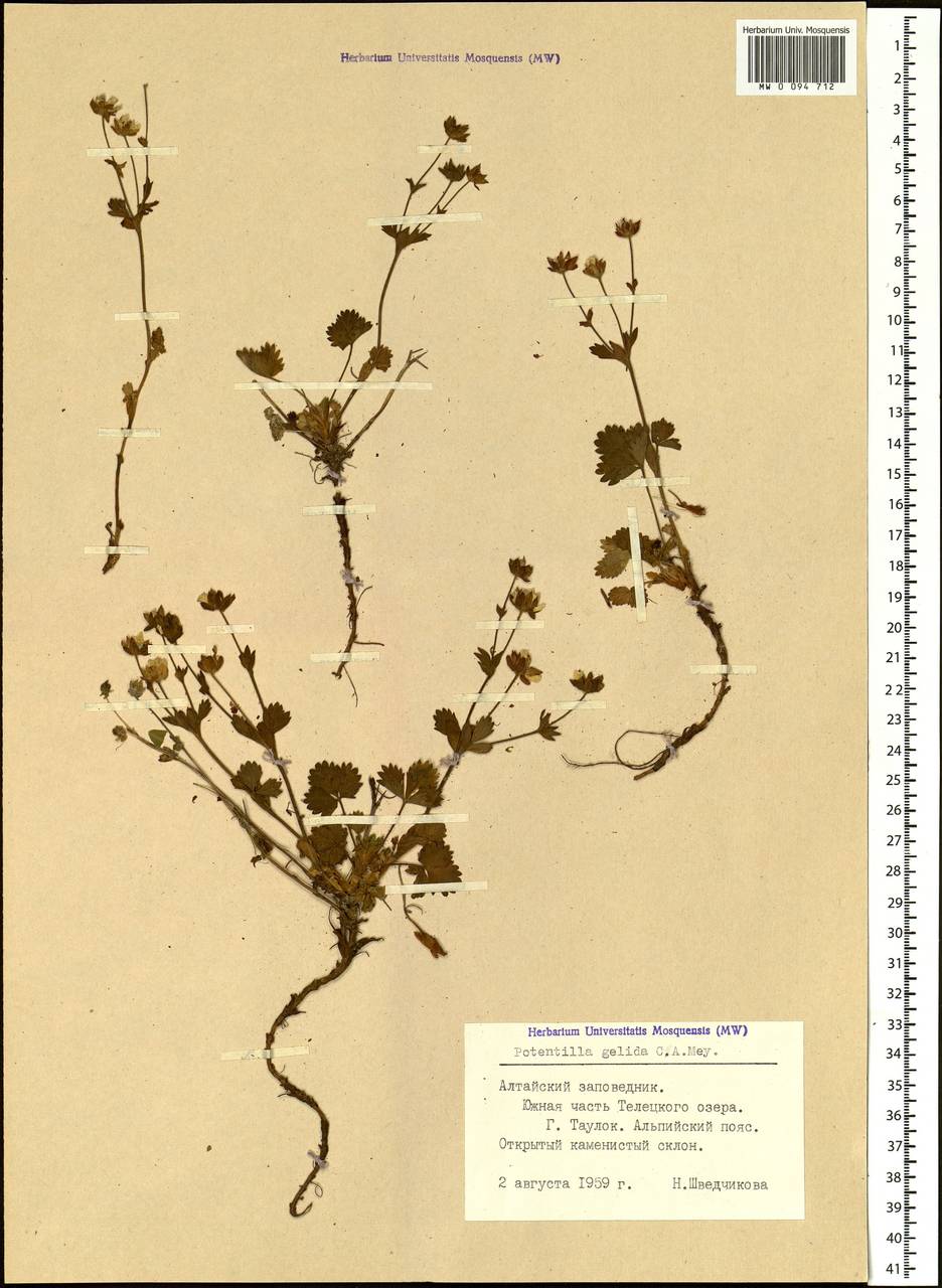 Potentilla crantzii subsp. gelida (C. A. Mey.) Soják, Siberia, Altai & Sayany Mountains (S2) (Russia)