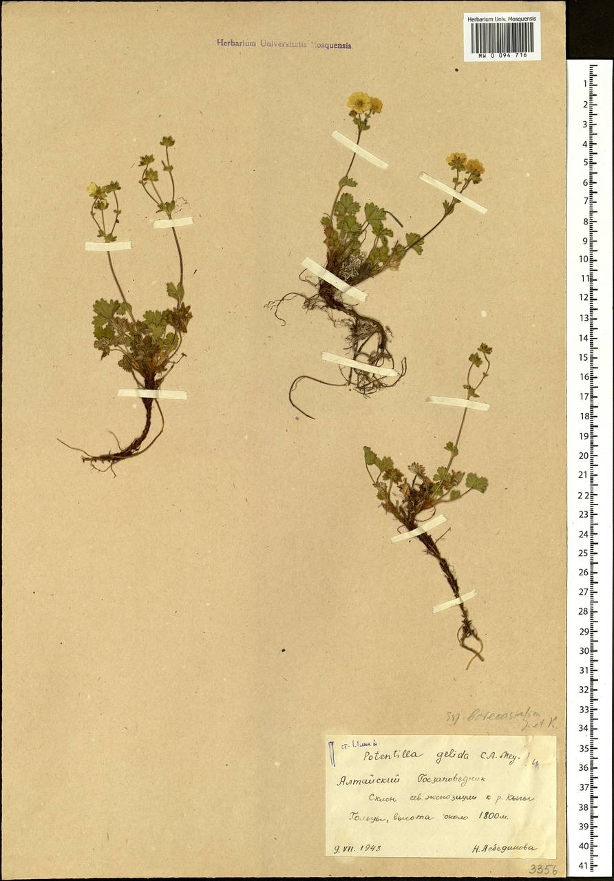 Potentilla crantzii subsp. gelida (C. A. Mey.) Soják, Siberia, Altai & Sayany Mountains (S2) (Russia)