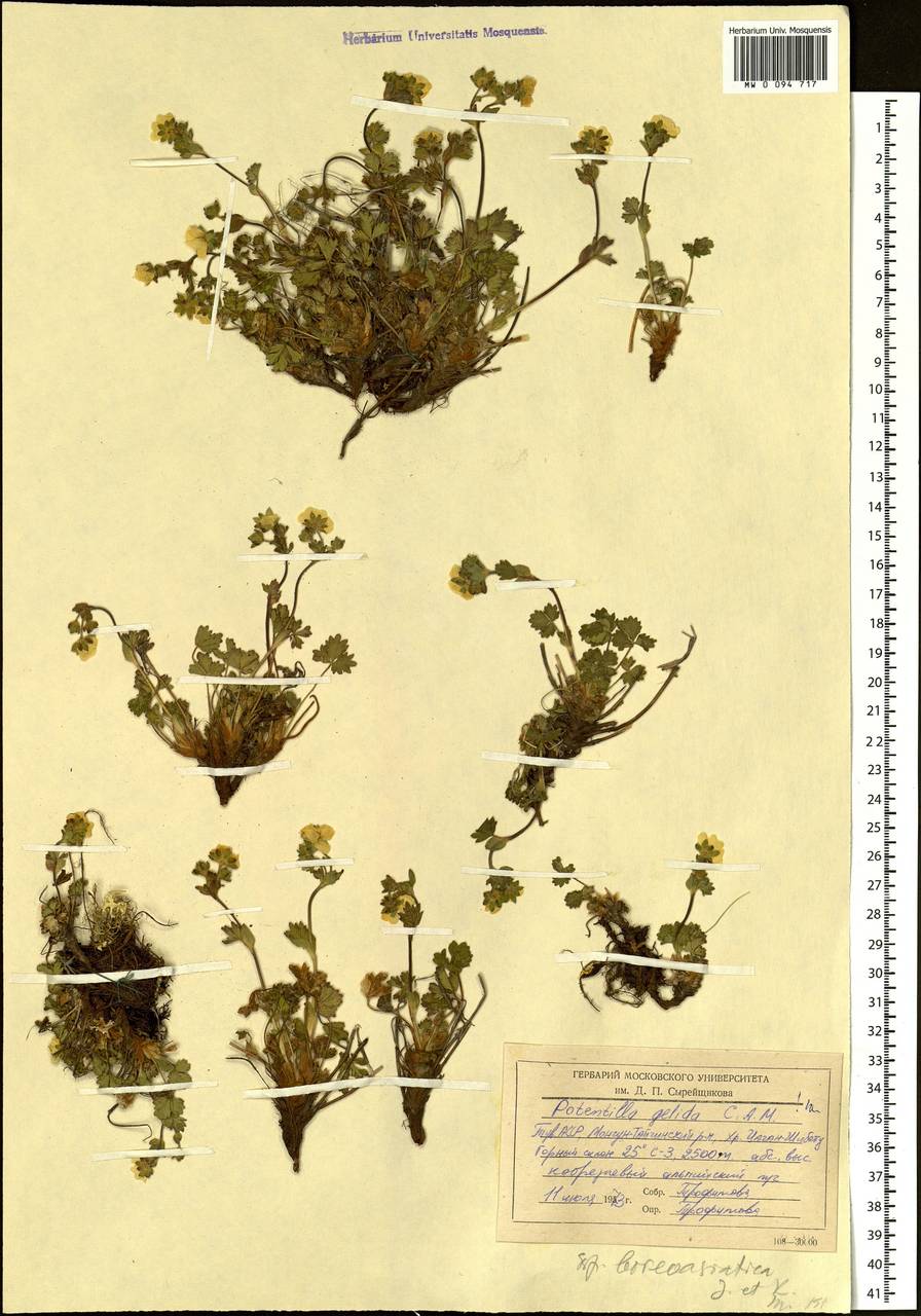 Potentilla crantzii subsp. gelida (C. A. Mey.) Soják, Siberia, Altai & Sayany Mountains (S2) (Russia)