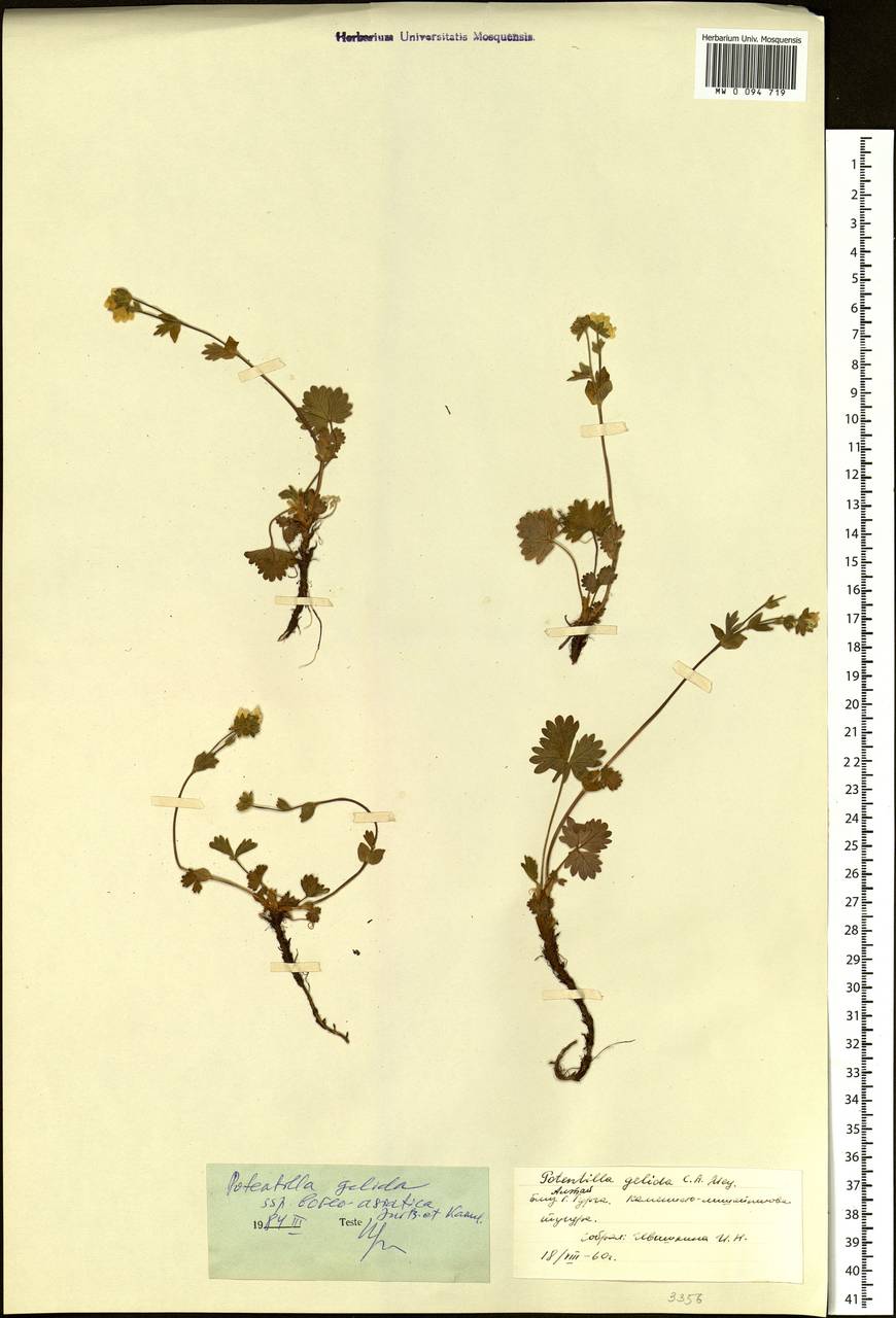 Potentilla crantzii subsp. gelida (C. A. Mey.) Soják, Siberia, Altai & Sayany Mountains (S2) (Russia)