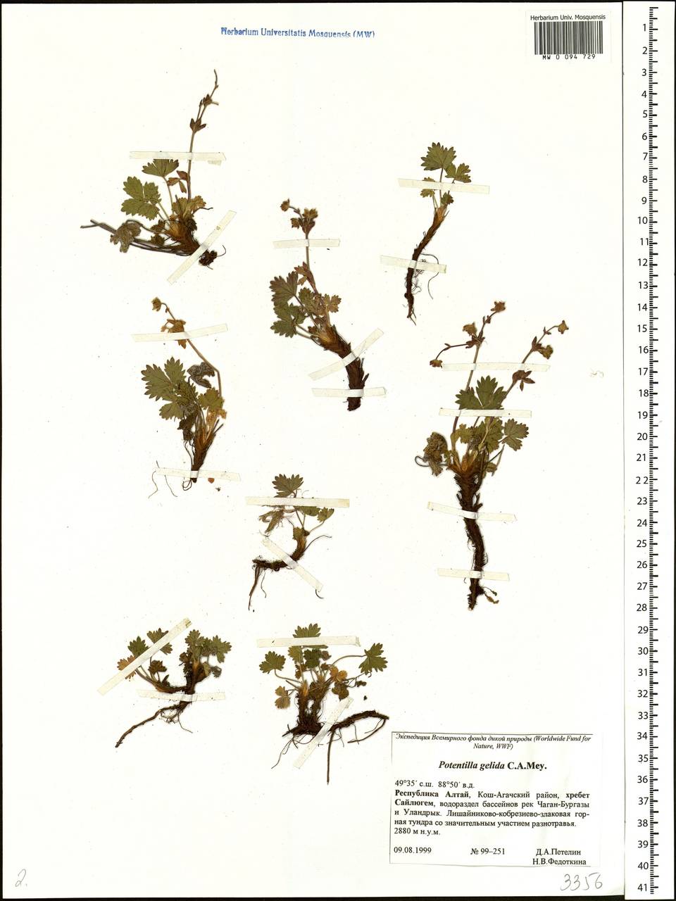 Potentilla crantzii subsp. gelida (C. A. Mey.) Soják, Siberia, Altai & Sayany Mountains (S2) (Russia)