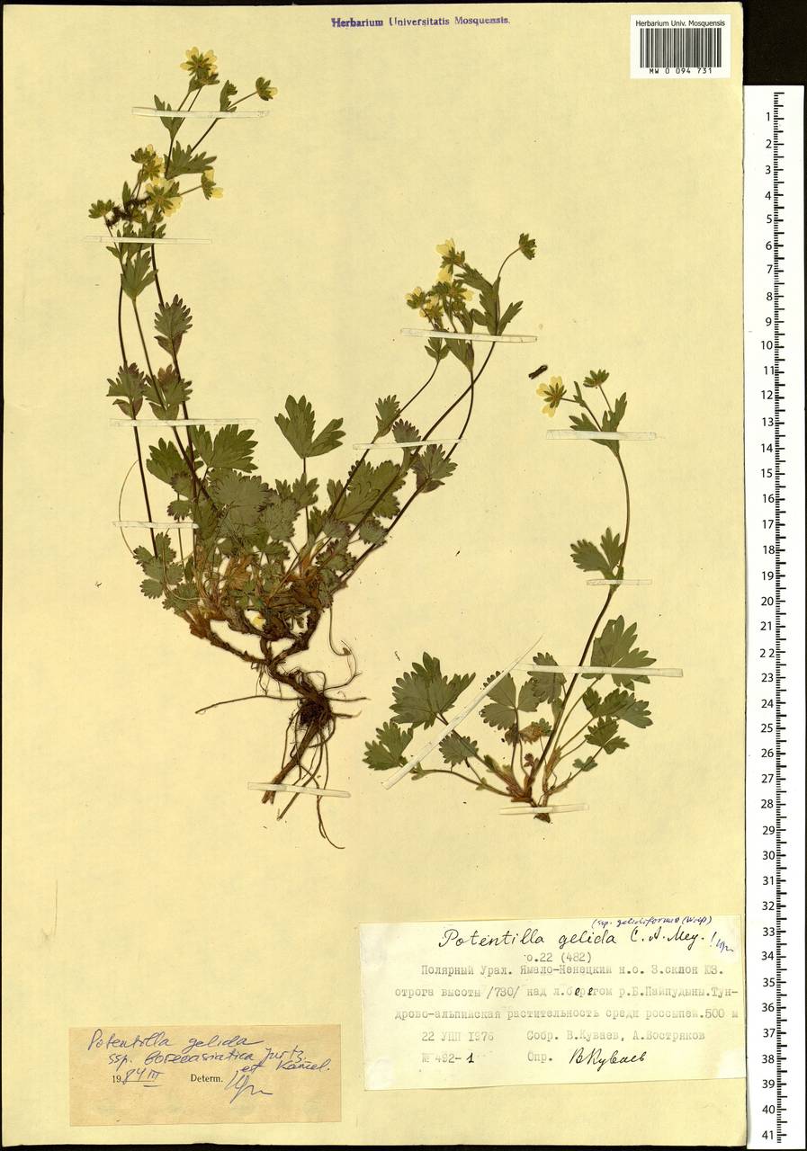 Potentilla crantzii subsp. gelida (C. A. Mey.) Soják, Siberia, Western Siberia (S1) (Russia)