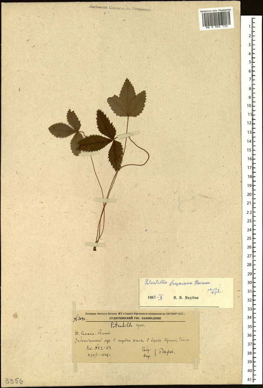 Potentilla freyniana Bornm., Siberia, Russian Far East (S6) (Russia)