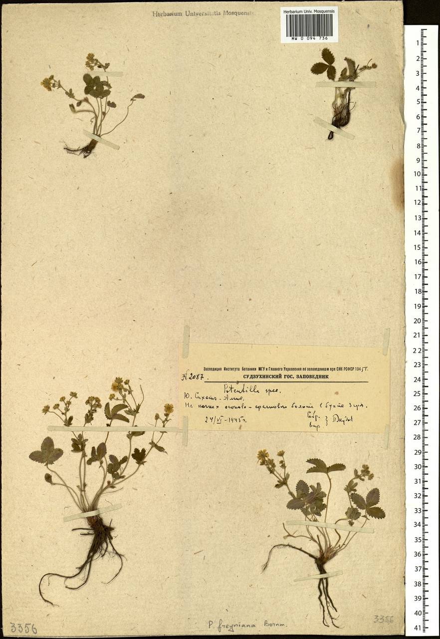 Potentilla freyniana Bornm., Siberia, Russian Far East (S6) (Russia)