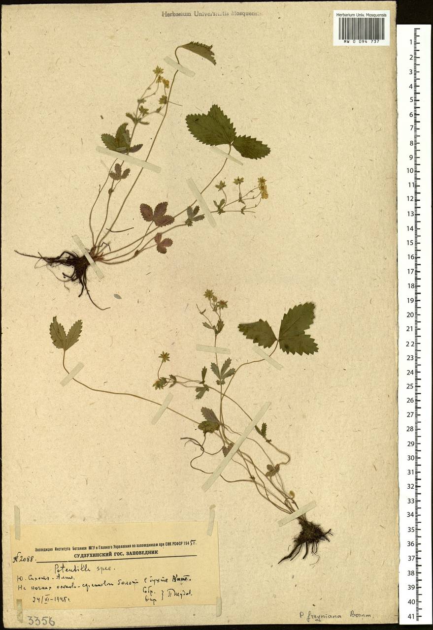 Potentilla freyniana Bornm., Siberia, Russian Far East (S6) (Russia)