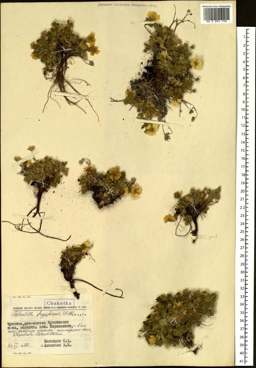 Potentilla fragiformis Willd. ex Schltdl., Siberia, Chukotka & Kamchatka (S7) (Russia)