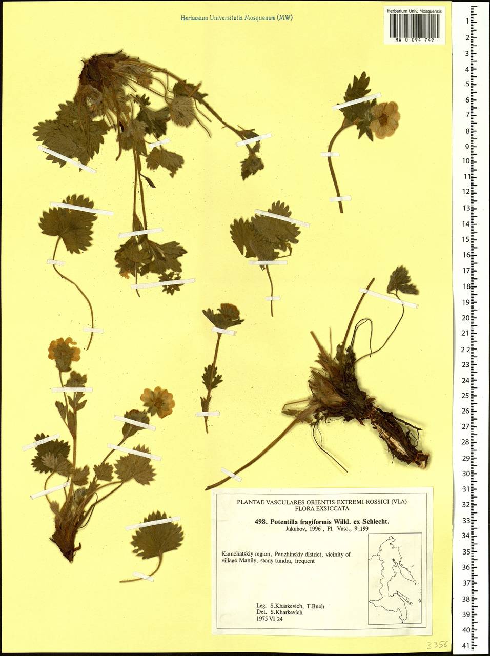 Potentilla fragiformis Willd. ex Schltdl., Siberia, Chukotka & Kamchatka (S7) (Russia)