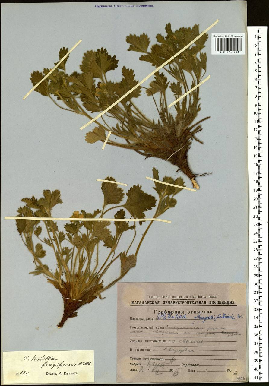 Potentilla fragiformis Willd. ex Schltdl., Siberia, Chukotka & Kamchatka (S7) (Russia)