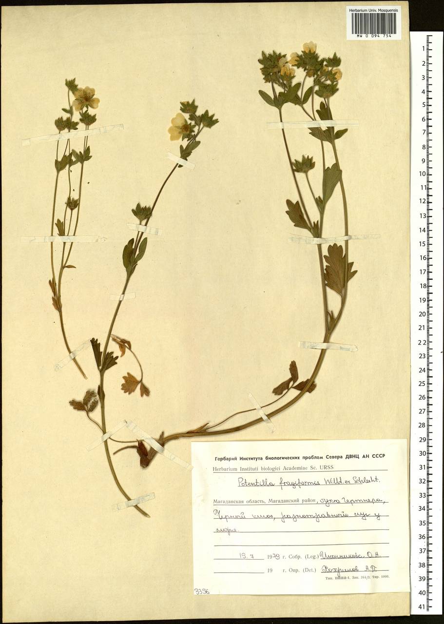 Potentilla fragiformis Willd. ex Schltdl., Siberia, Chukotka & Kamchatka (S7) (Russia)