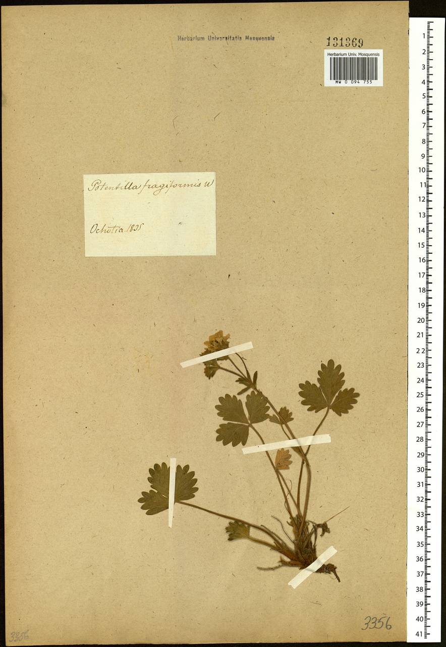 Potentilla fragiformis Willd. ex Schltdl., Siberia, Russian Far East (S6) (Russia)