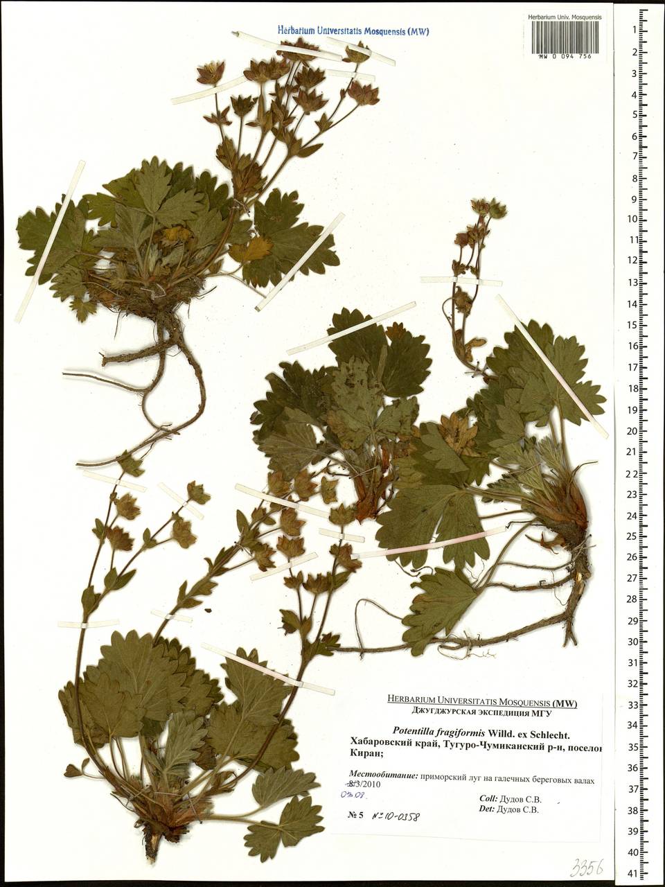 Potentilla fragiformis Willd. ex Schltdl., Siberia, Russian Far East (S6) (Russia)