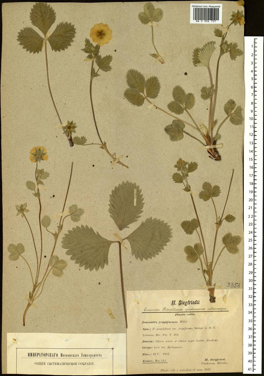 Potentilla fragiformis Willd. ex D. F. K. Schltdl., Siberia (no precise locality) (S0) (Russia)