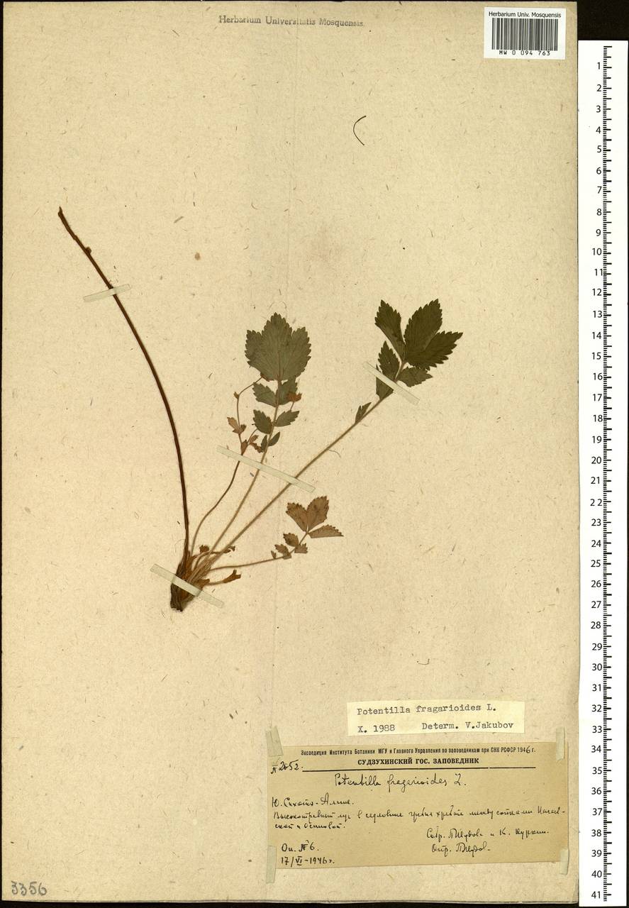 Potentilla fragarioides L., Siberia, Russian Far East (S6) (Russia)