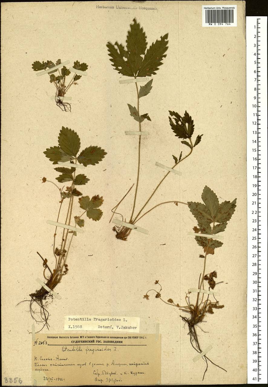 Potentilla fragarioides L., Siberia, Russian Far East (S6) (Russia)