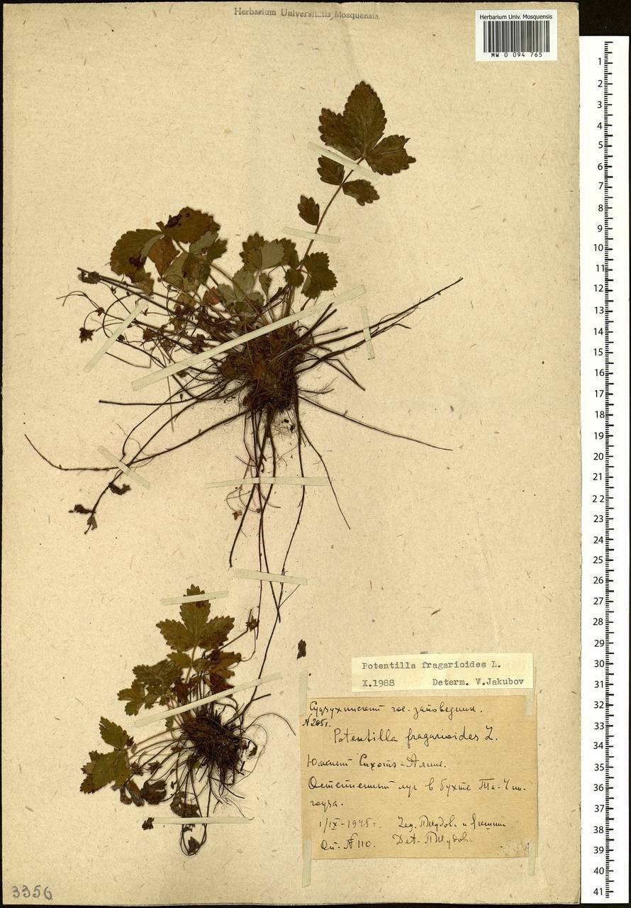 Potentilla fragarioides L., Siberia, Russian Far East (S6) (Russia)