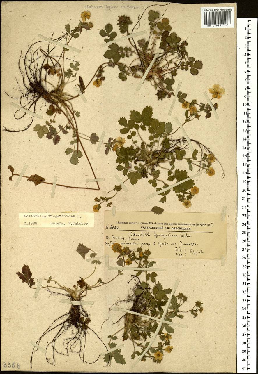 Potentilla fragarioides L., Siberia, Russian Far East (S6) (Russia)