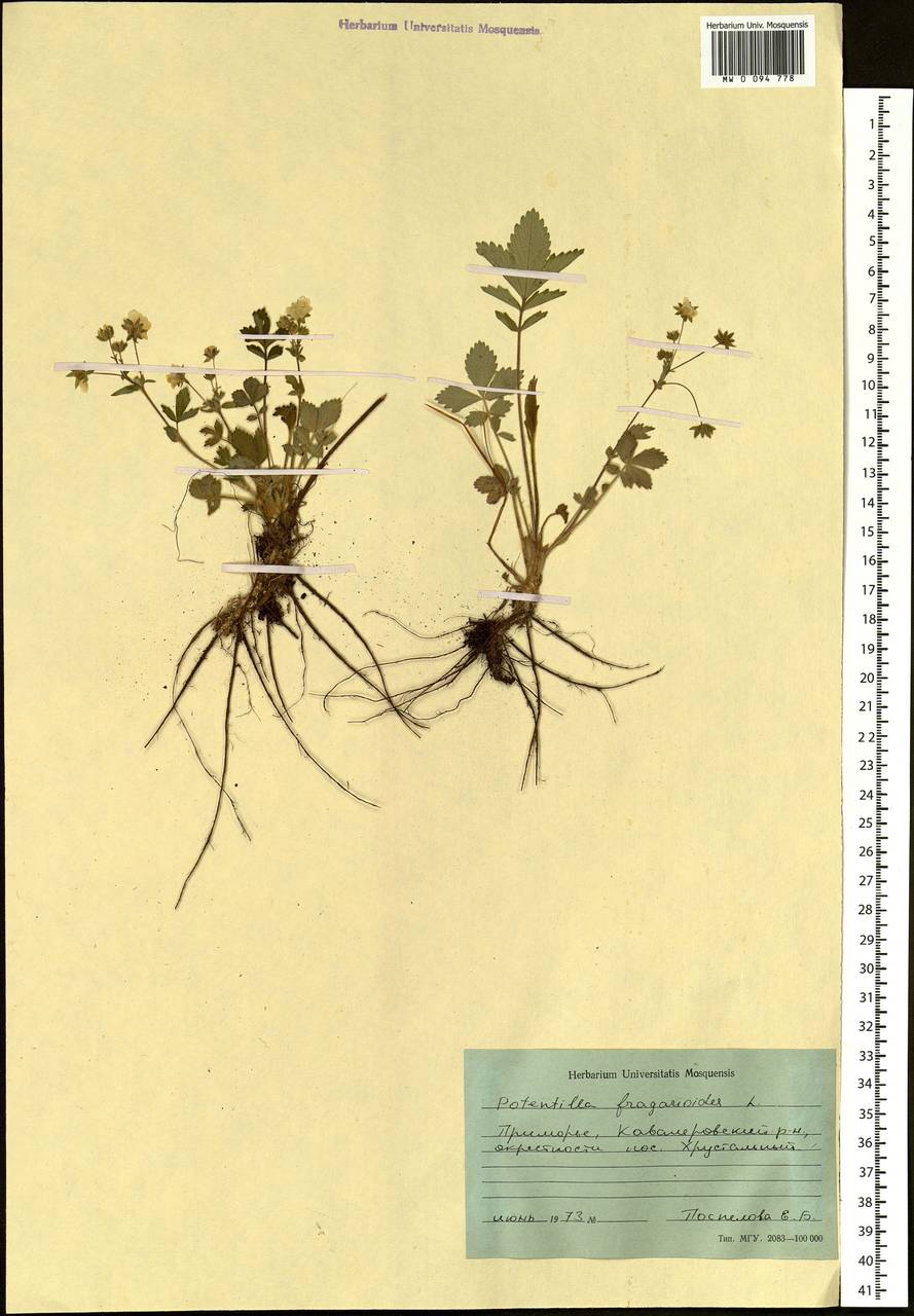 Potentilla fragarioides L., Siberia, Russian Far East (S6) (Russia)