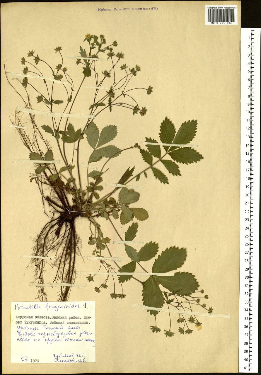 Potentilla fragarioides L., Siberia, Russian Far East (S6) (Russia)