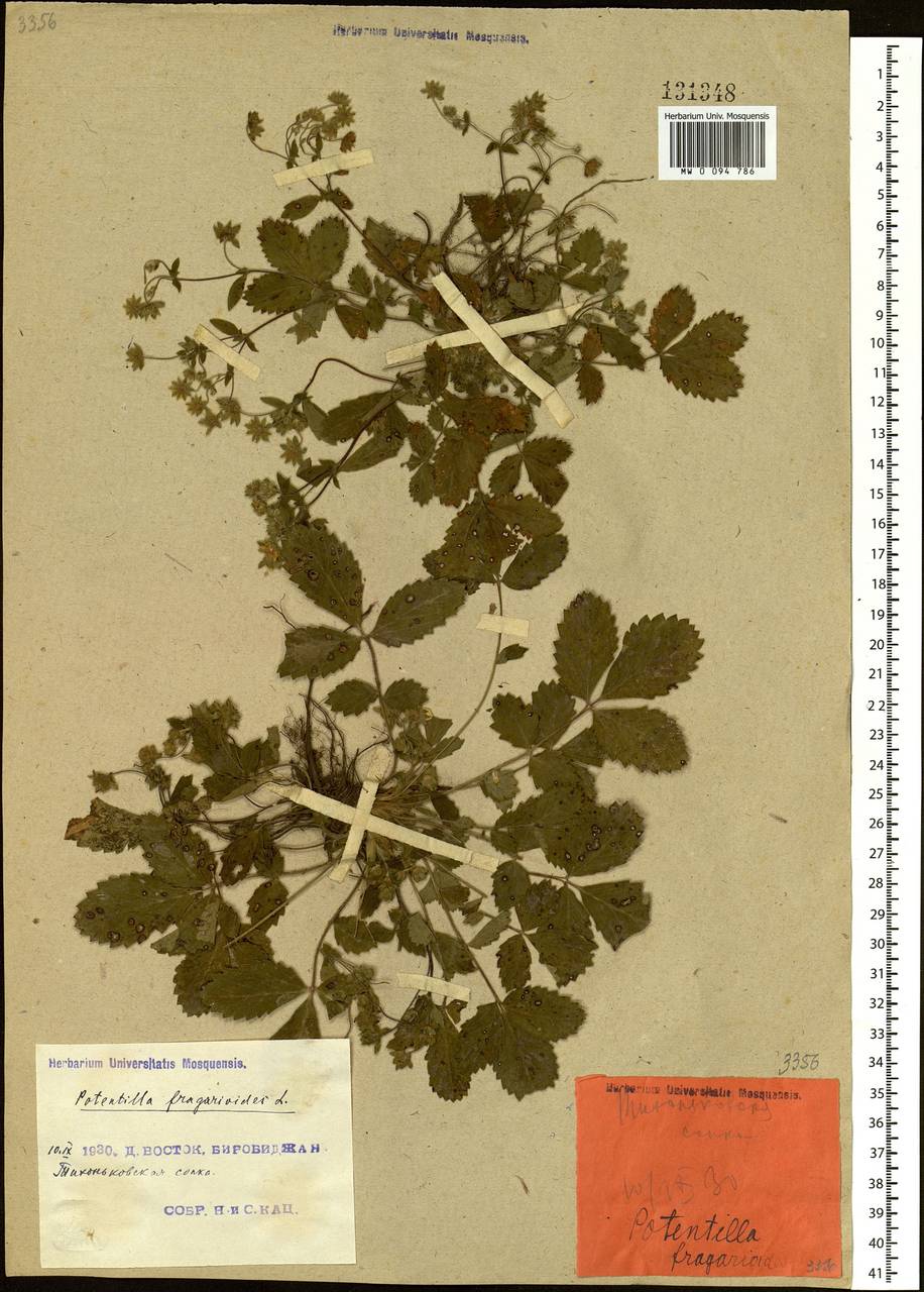 Potentilla fragarioides L., Siberia, Russian Far East (S6) (Russia)