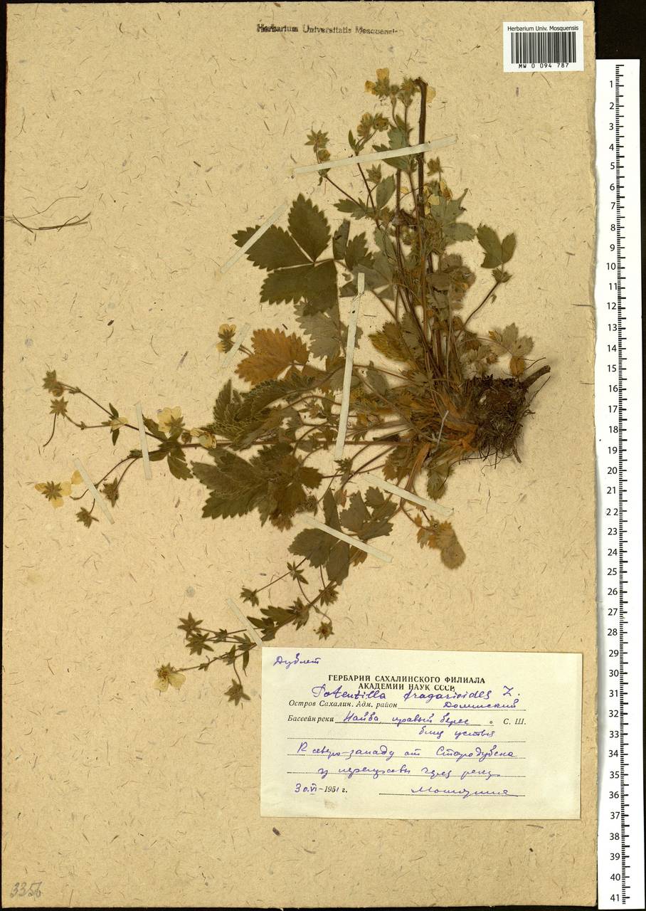 Potentilla fragarioides L., Siberia, Russian Far East (S6) (Russia)