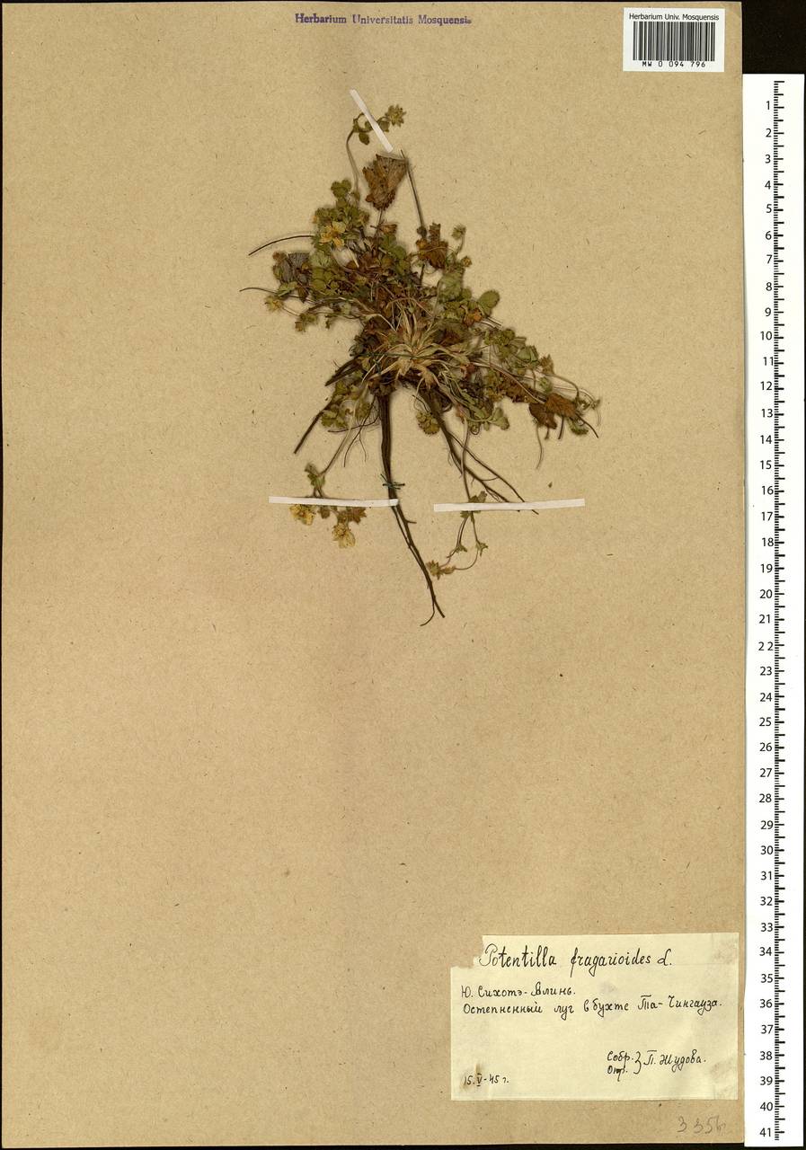 Potentilla fragarioides L., Siberia, Russian Far East (S6) (Russia)