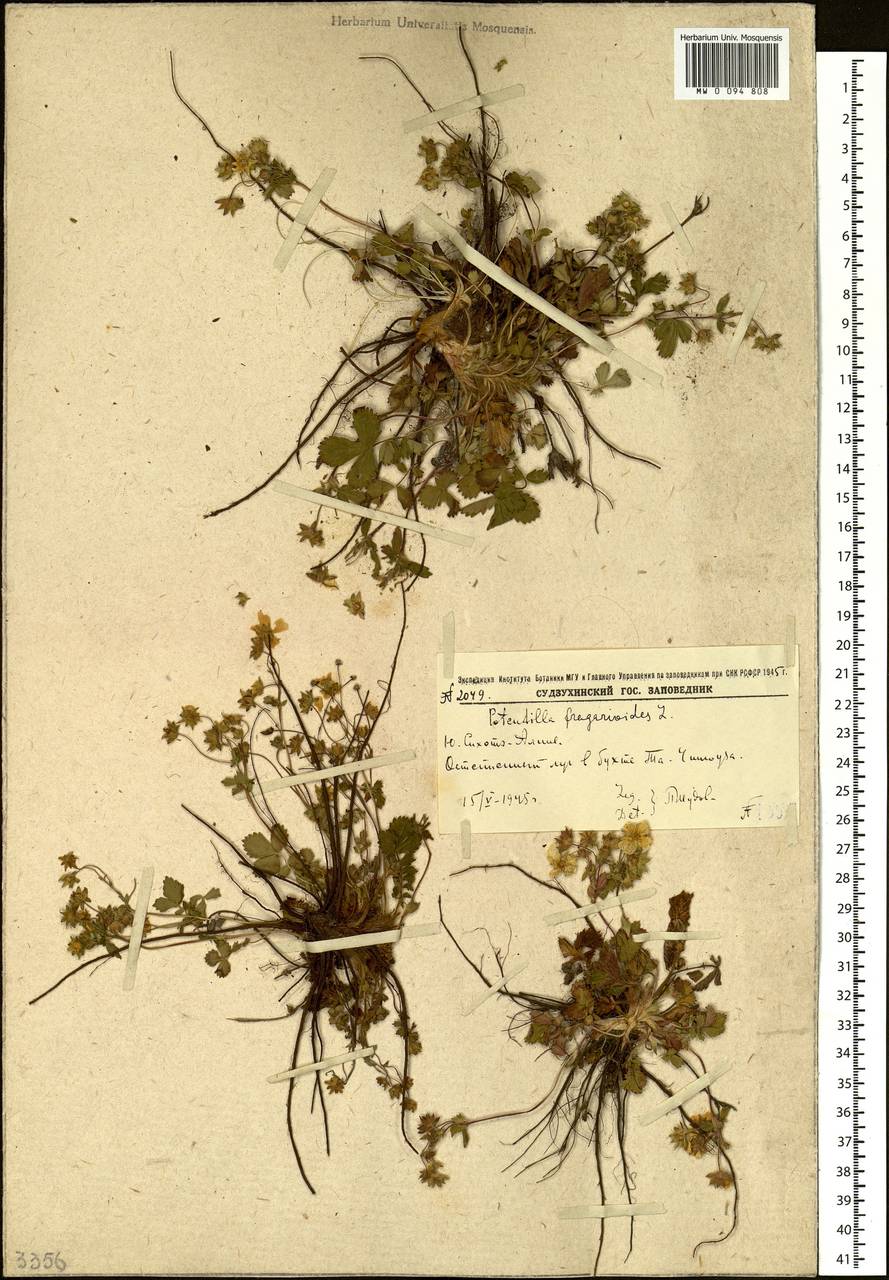 Potentilla fragarioides L., Siberia, Russian Far East (S6) (Russia)