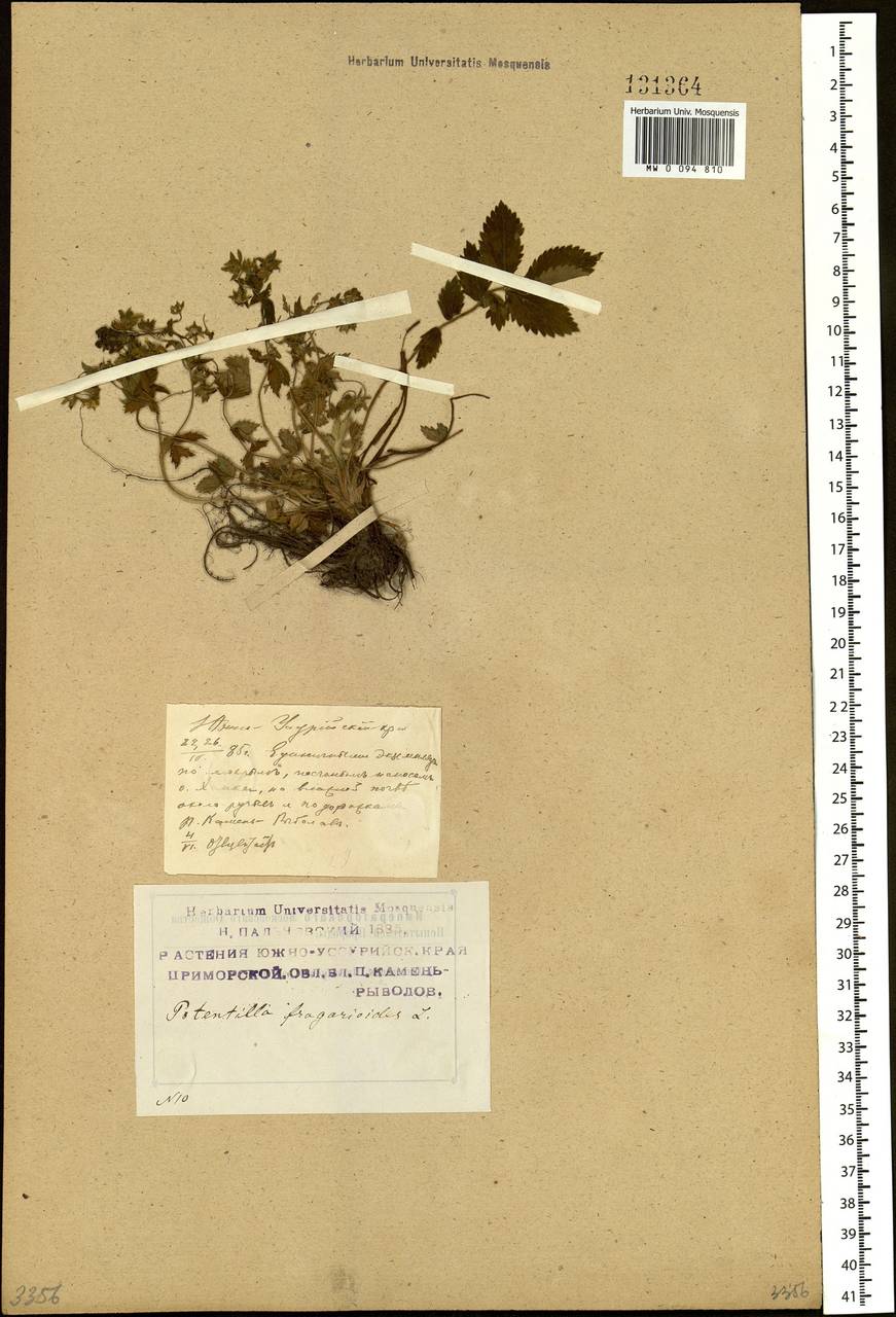 Potentilla fragarioides L., Siberia, Russian Far East (S6) (Russia)