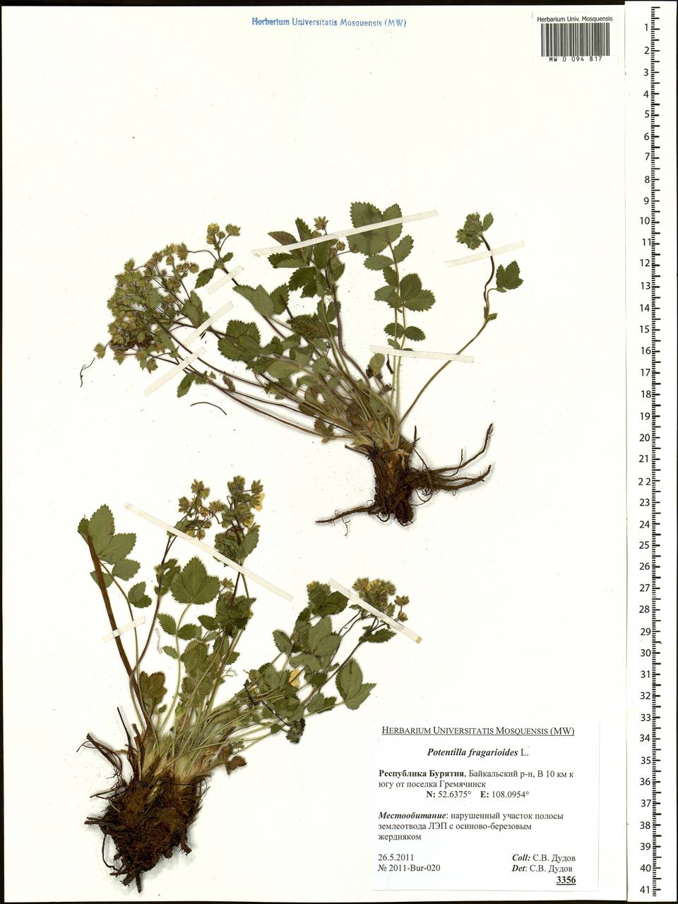 Potentilla fragarioides L., Siberia, Baikal & Transbaikal region (S4) (Russia)