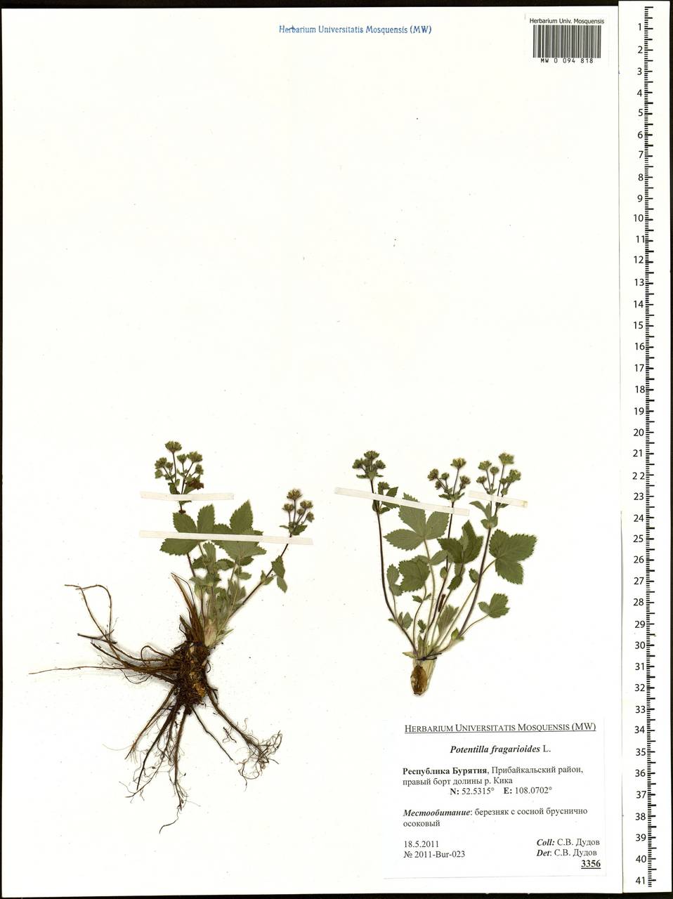 Potentilla fragarioides L., Siberia, Baikal & Transbaikal region (S4) (Russia)