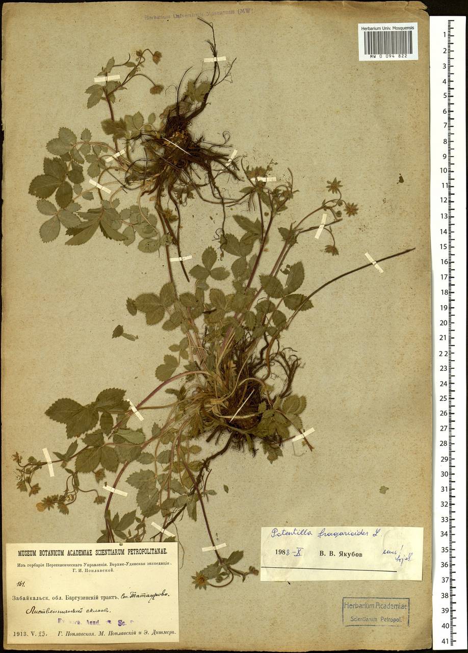 Potentilla fragarioides L., Siberia, Baikal & Transbaikal region (S4) (Russia)