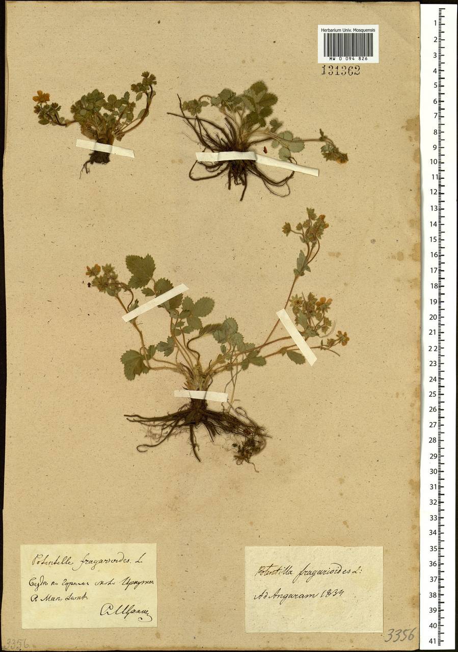 Potentilla fragarioides L., Siberia, Baikal & Transbaikal region (S4) (Russia)