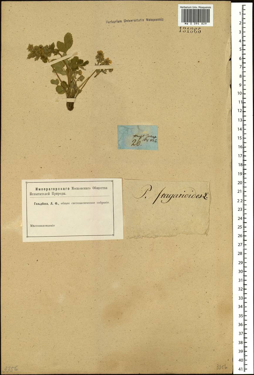 Potentilla fragarioides L., Siberia, Baikal & Transbaikal region (S4) (Russia)