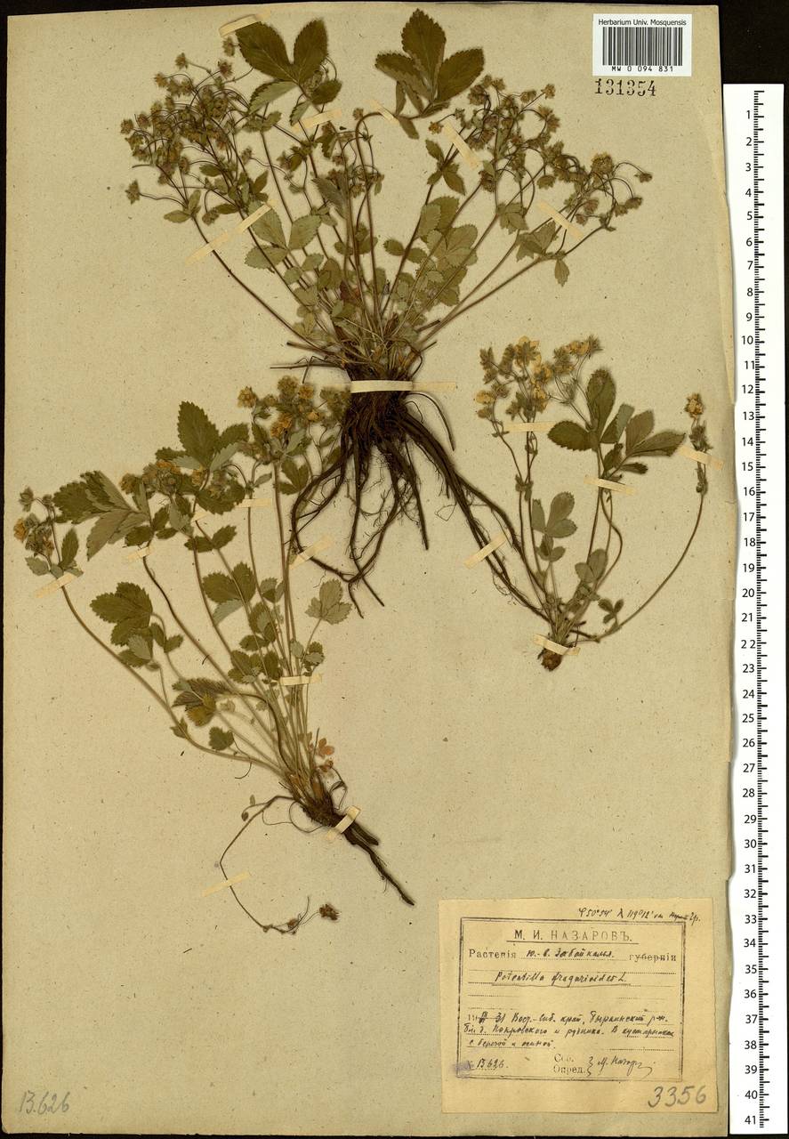 Potentilla fragarioides L., Siberia, Baikal & Transbaikal region (S4) (Russia)