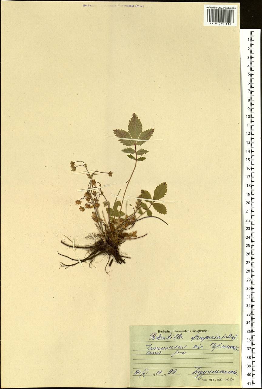 Potentilla fragarioides L., Siberia, Baikal & Transbaikal region (S4) (Russia)