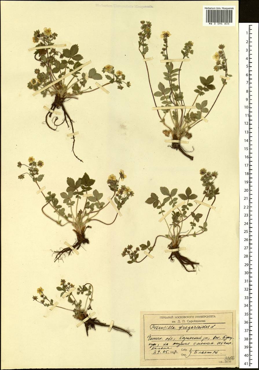 Potentilla fragarioides L., Siberia, Baikal & Transbaikal region (S4) (Russia)