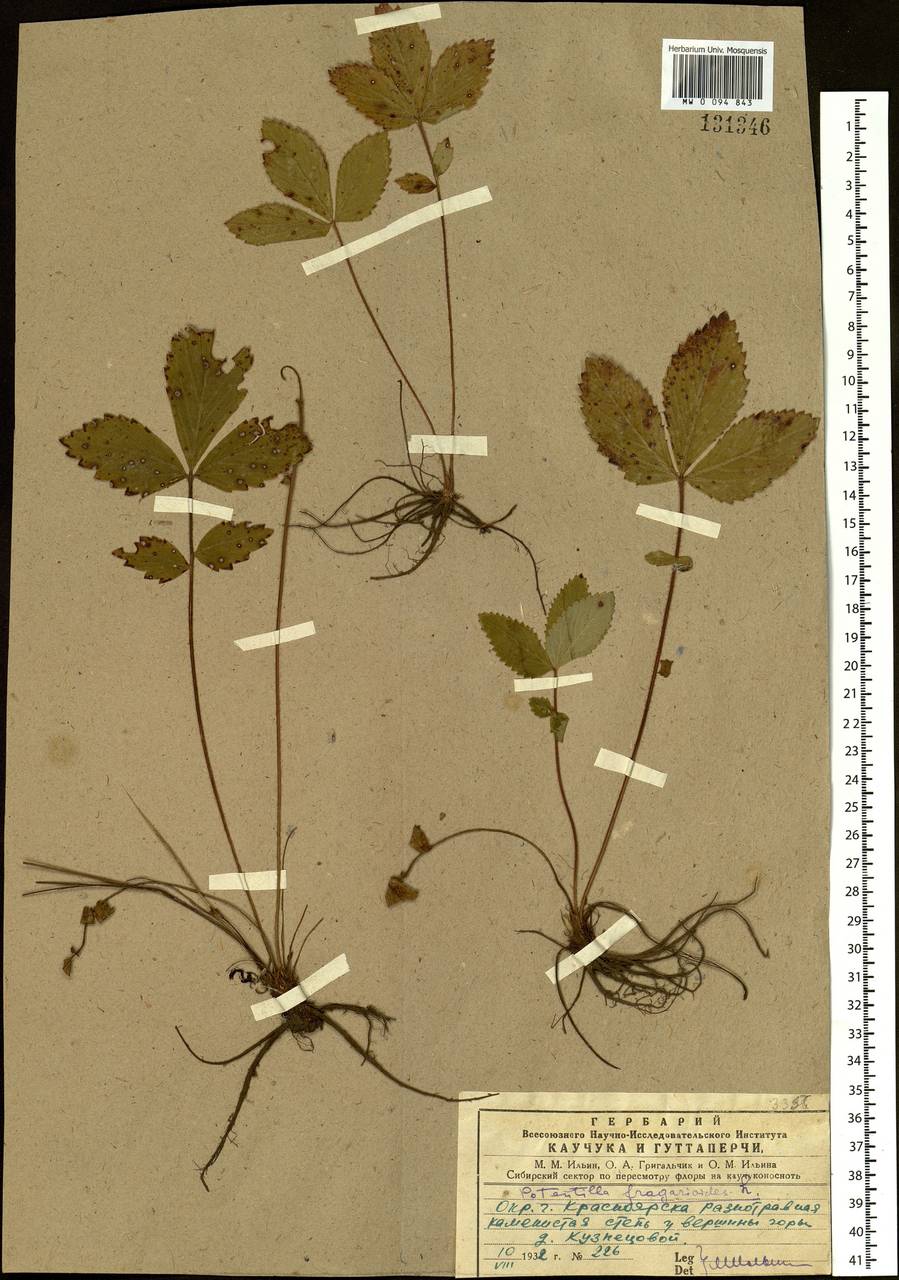 Potentilla fragarioides L., Siberia, Central Siberia (S3) (Russia)