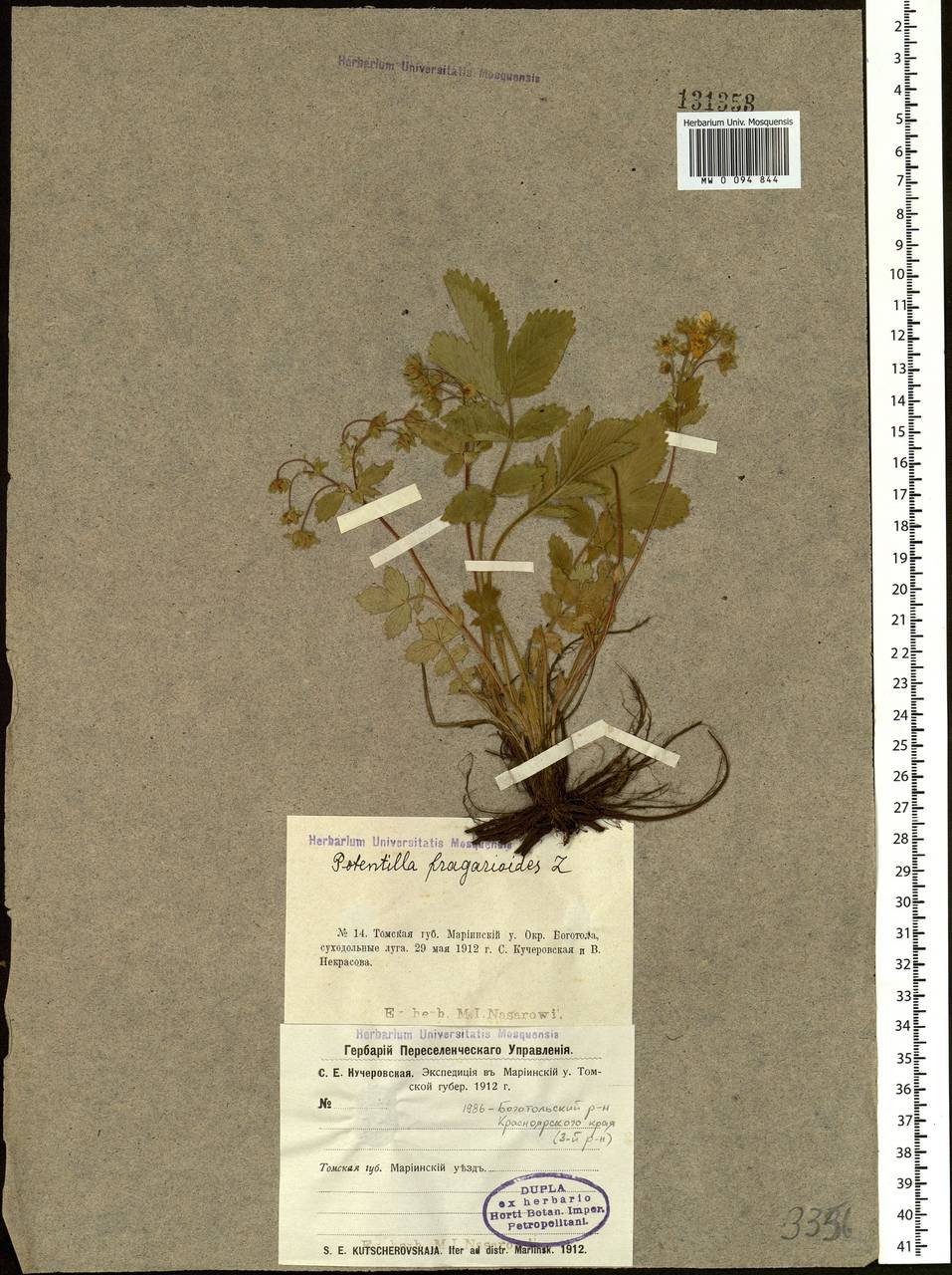 Potentilla fragarioides L., Siberia, Central Siberia (S3) (Russia)