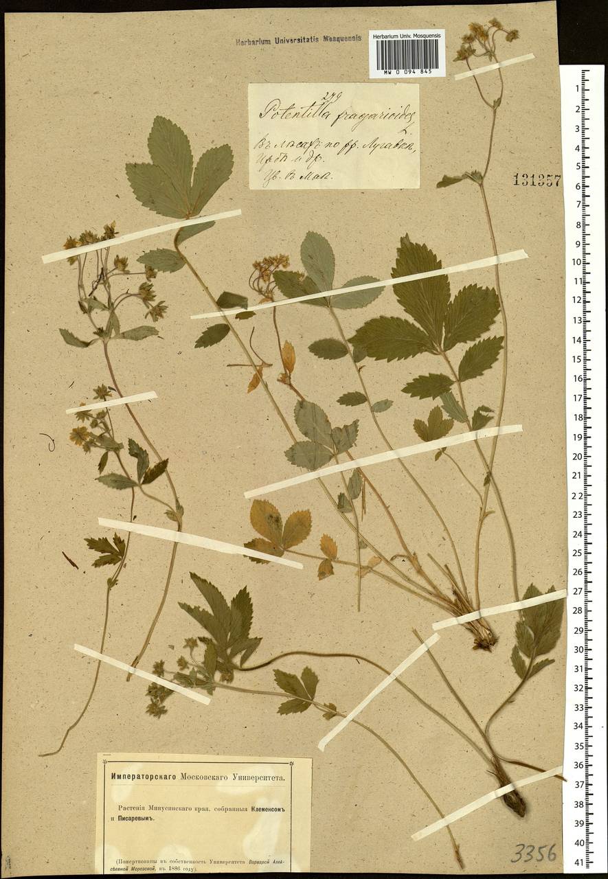 Potentilla fragarioides L., Siberia, Altai & Sayany Mountains (S2) (Russia)