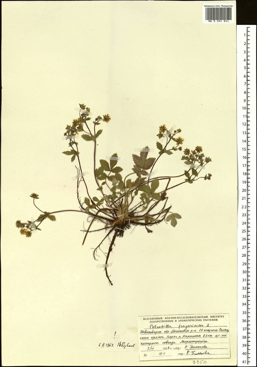 Potentilla fragarioides L., Siberia, Western Siberia (S1) (Russia)