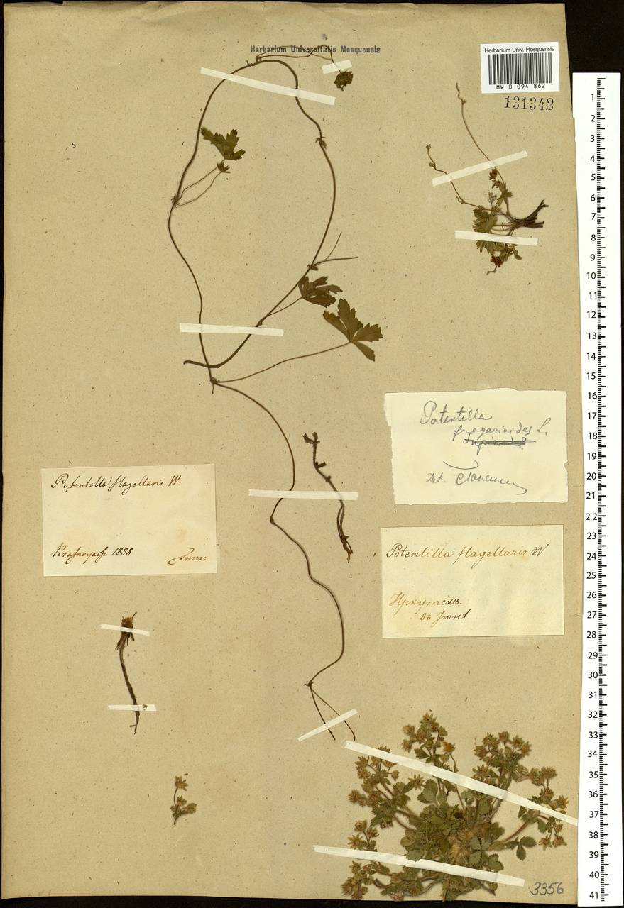 Potentilla flagellaris D. F. K. Schltdl., Siberia, Central Siberia (S3) (Russia)