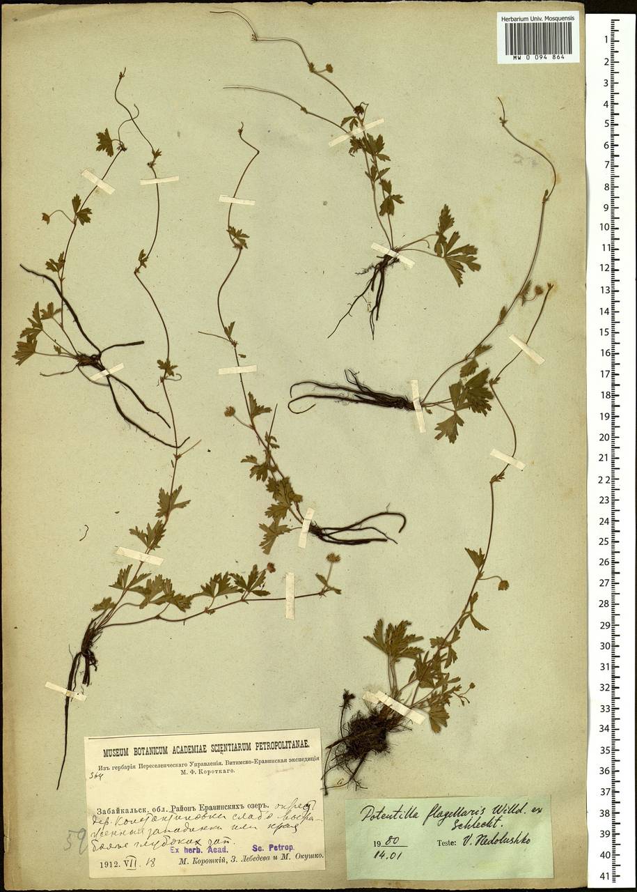 Potentilla flagellaris Willd. ex Schltdl., Siberia, Baikal & Transbaikal region (S4) (Russia)