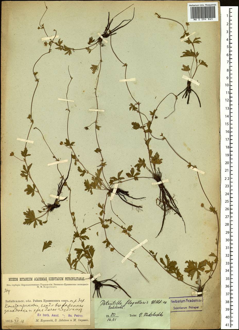 Potentilla flagellaris Willd. ex Schltdl., Siberia, Baikal & Transbaikal region (S4) (Russia)