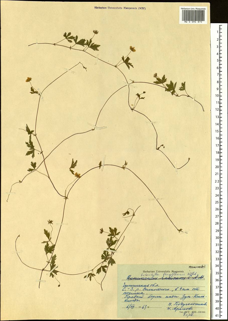 Potentilla flagellaris Willd. ex Schltdl., Siberia, Baikal & Transbaikal region (S4) (Russia)