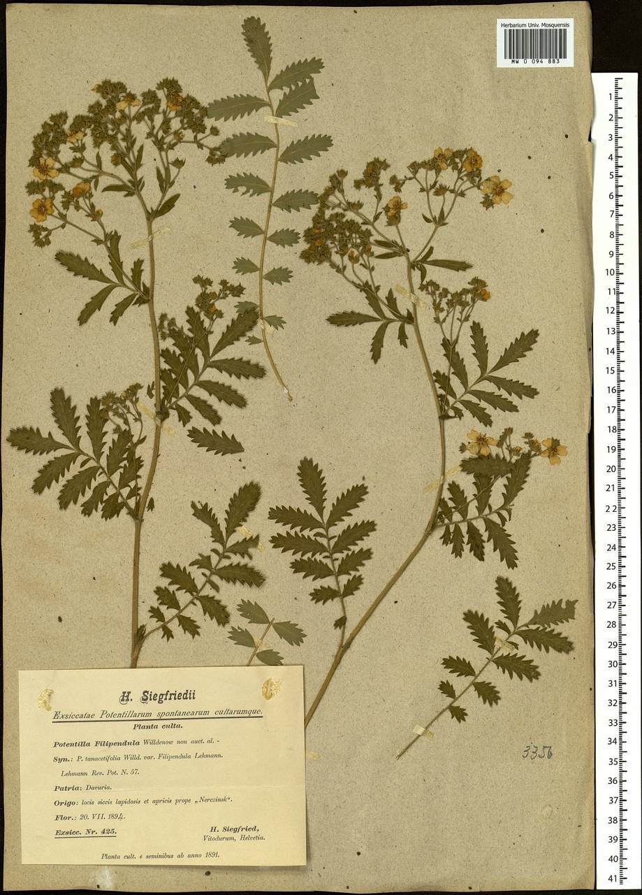 Potentilla tanacetifolia Willd. ex D. F. K. Schltdl., Siberia, Baikal & Transbaikal region (S4) (Russia)