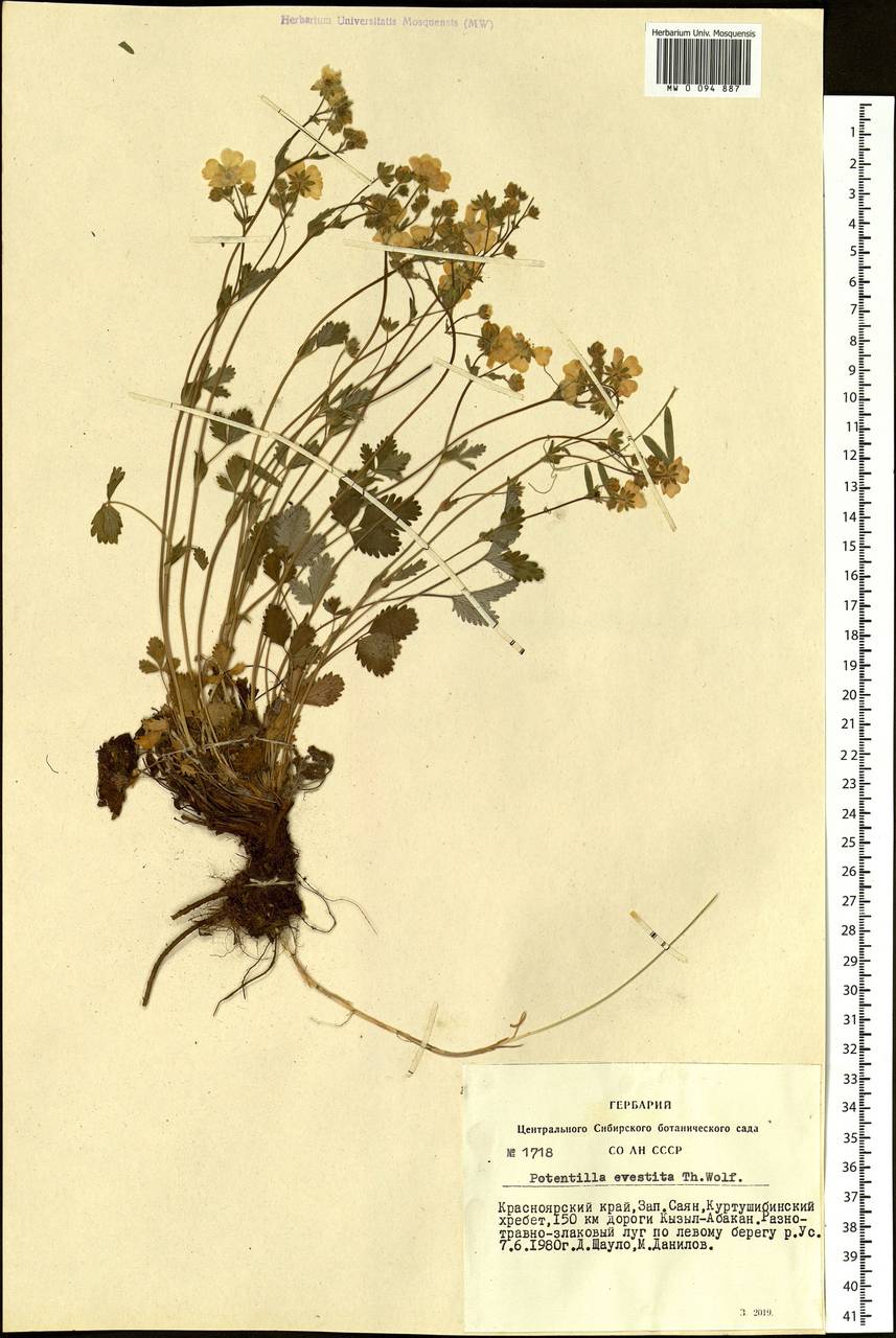 Potentilla evestita Wolf, Siberia, Altai & Sayany Mountains (S2) (Russia)