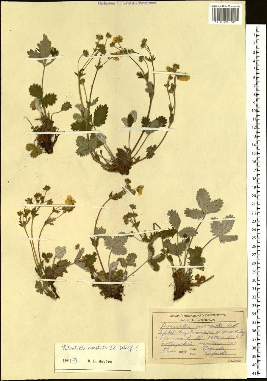 Potentilla evestita Th. Wolf, Siberia, Altai & Sayany Mountains (S2) (Russia)