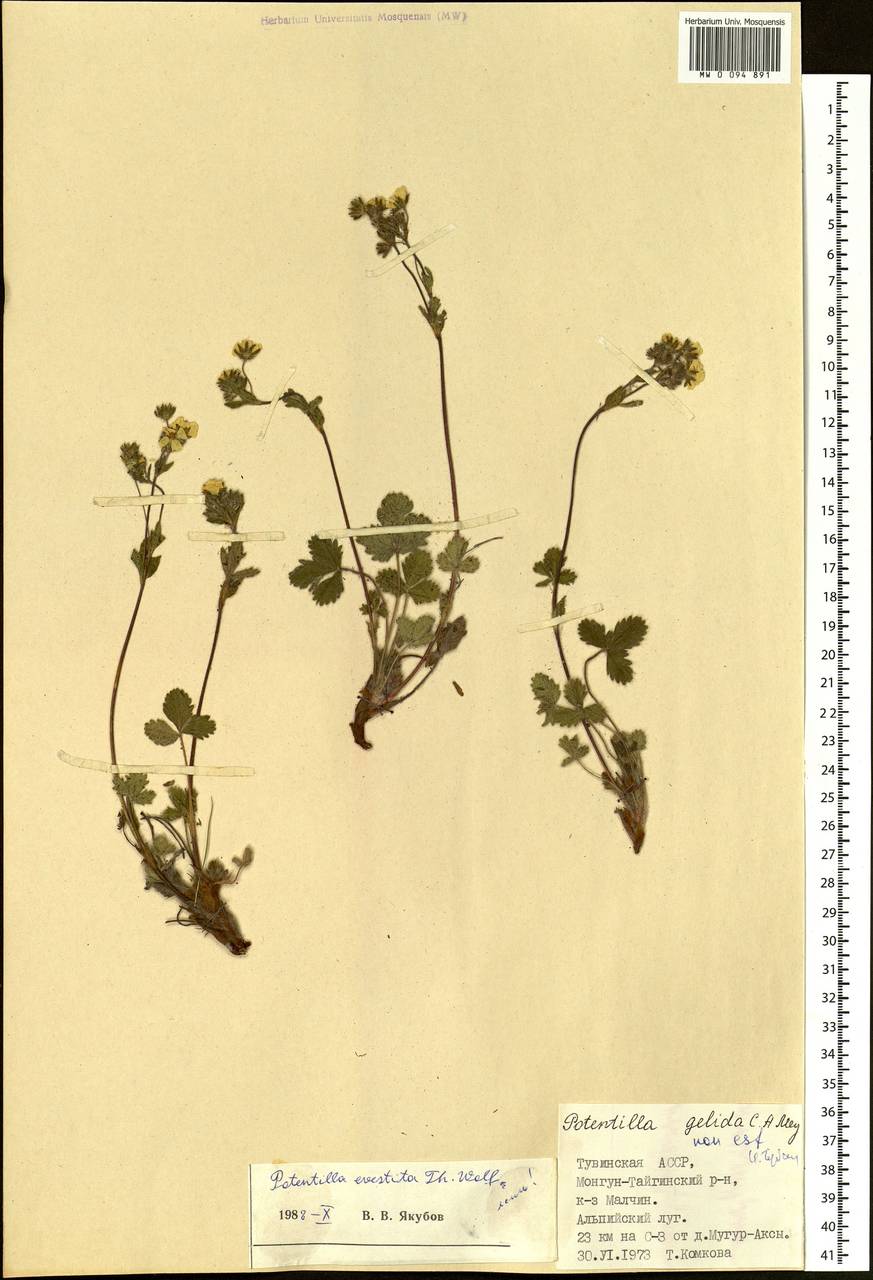 Potentilla evestita Wolf, Siberia, Altai & Sayany Mountains (S2) (Russia)